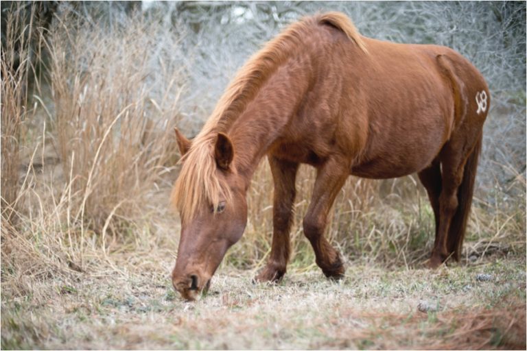 A brown wild pony grazes on grass near Chincoteague Island