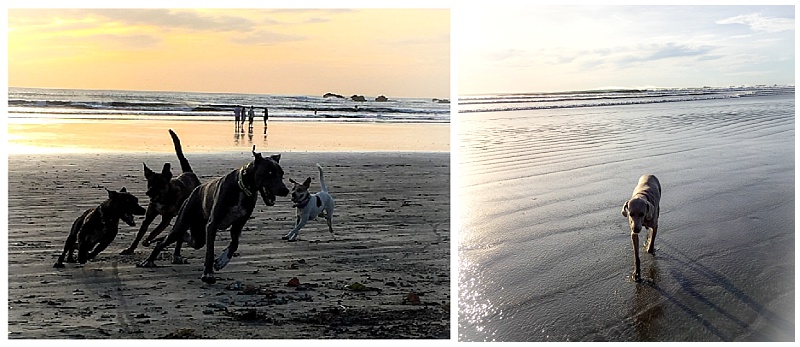 Several dogs running free around the beach at sunset in Nosara, Costa Rica